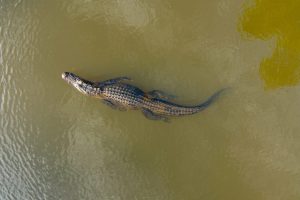 Dreaming of Alligators: Discover the Spiritual Meaning and Interpretation Picture