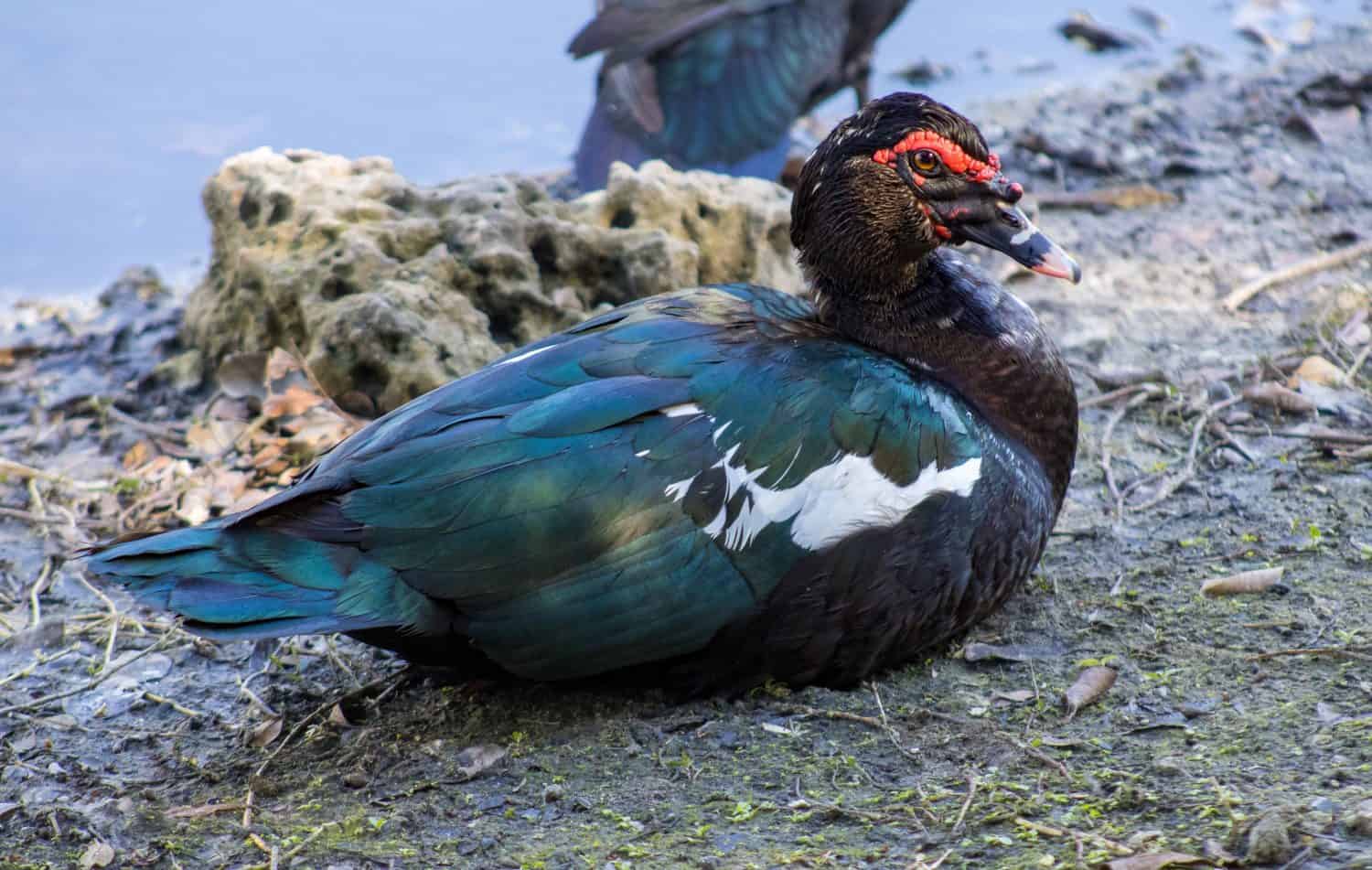 Muscovy duck by the edge of a pond