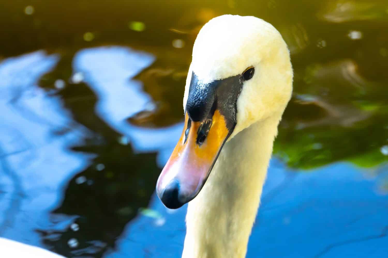 Closeup and Detail of Mute Swan Head and Beak with Beads of Water