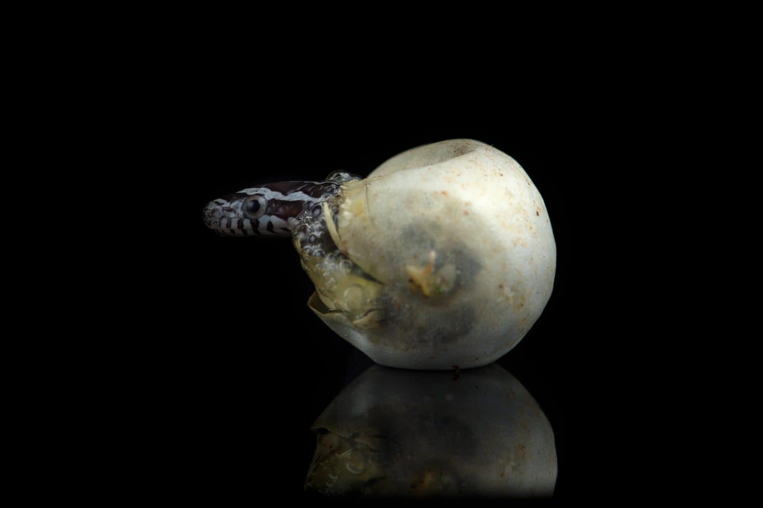 Corn snake hatching from an egg in captivity reflected on a black background