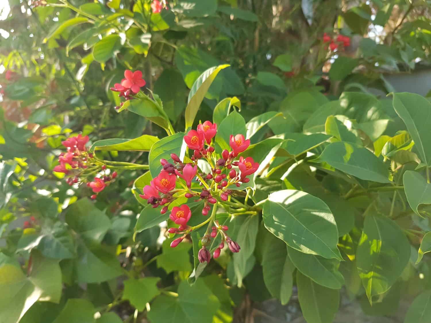 Peregrina (Jatropha integerrima) or also called Spicy Jatropha is a species of flowering plant from the Euphorbiaceae family.