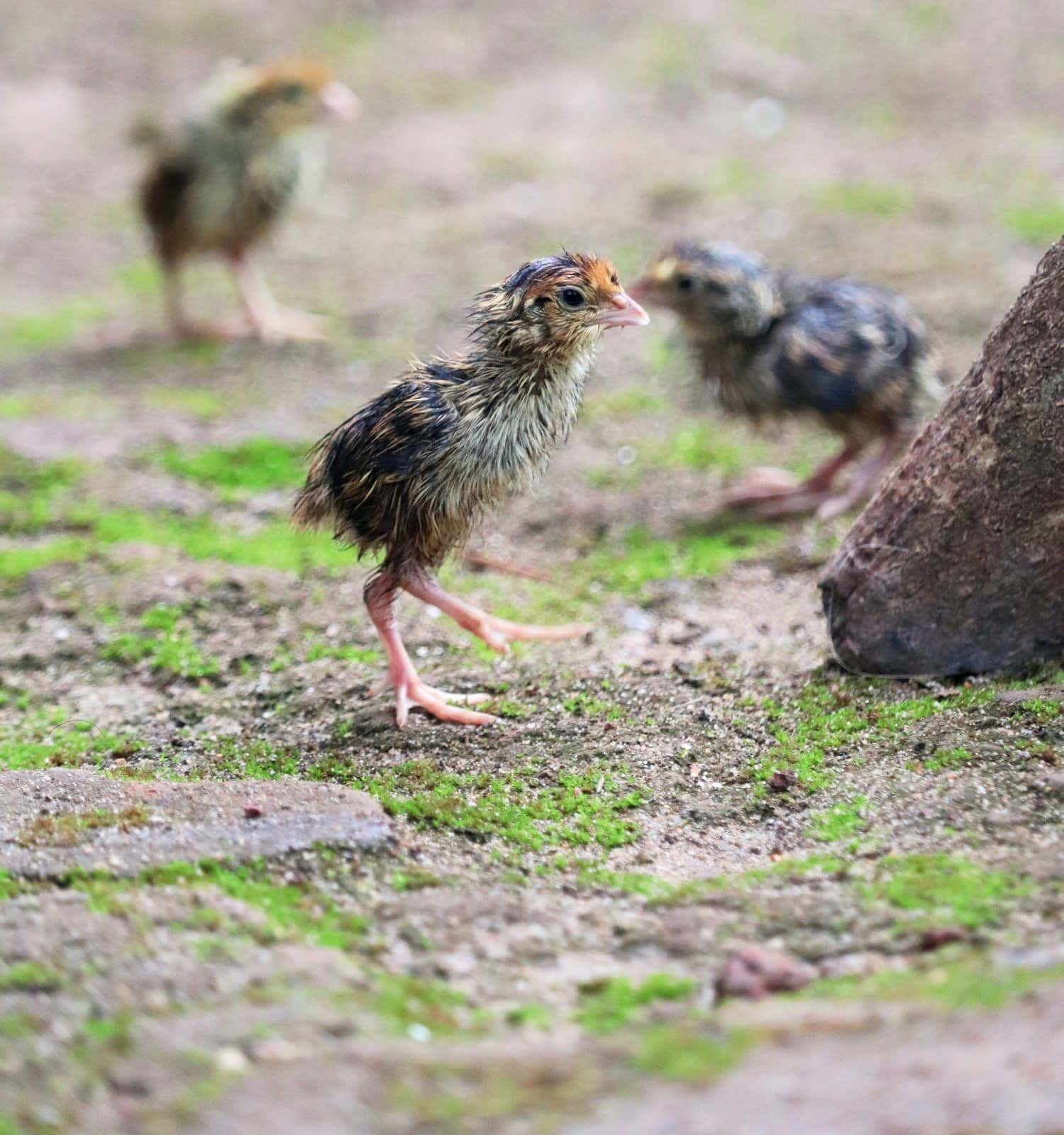 Baby Quails walking, cute chicks 