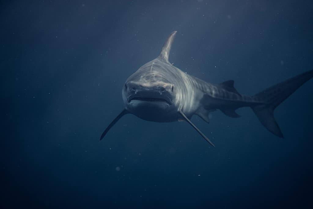 Tiger shark in deep blue waters otside of Haleiwa boat harbor