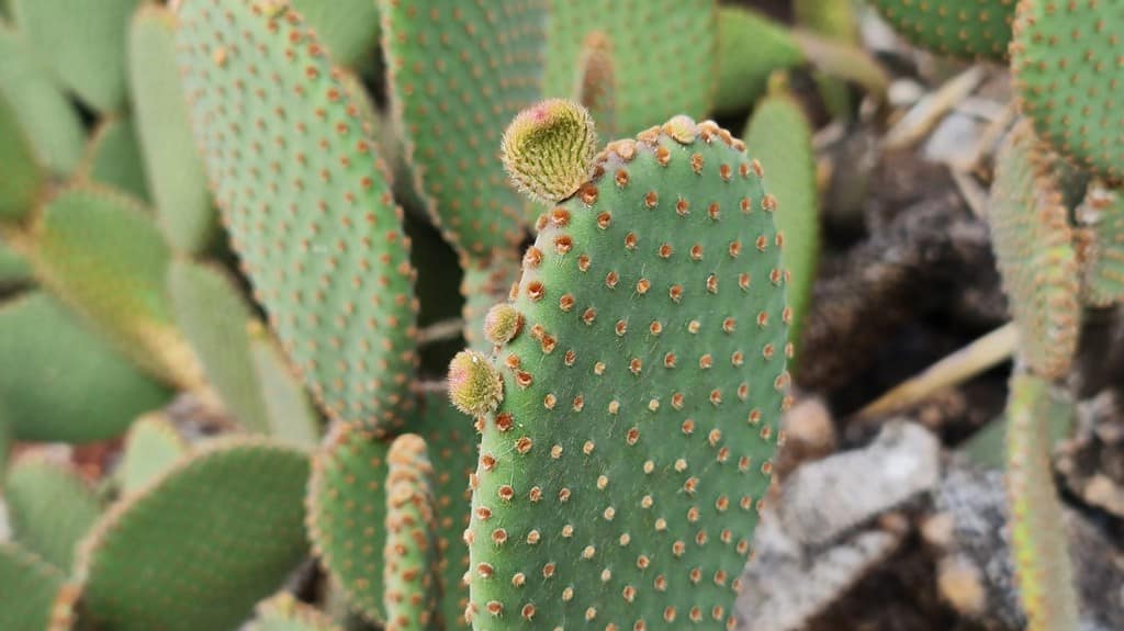 Opuntia Rufida. A species of prickly pear cactus native to southwestern Texas and northern Mexico, where it grows on rocky slopes. The common name blind prickly pear or cow blinder.