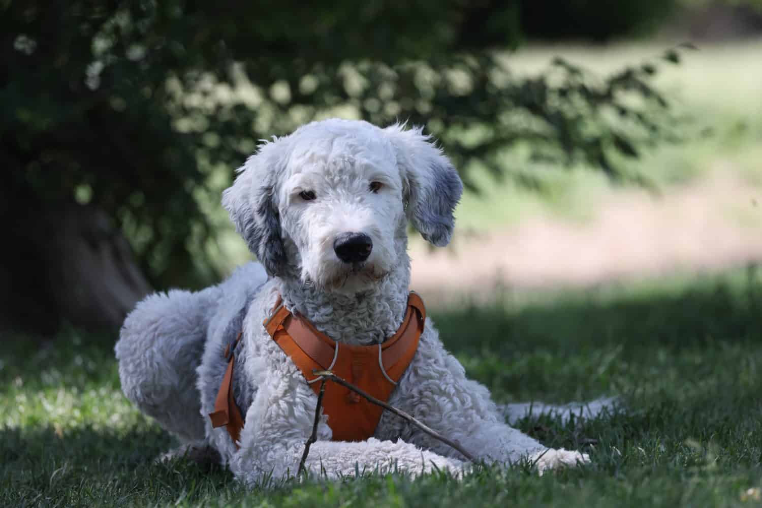 Sheepadoodle dog laying in the grass