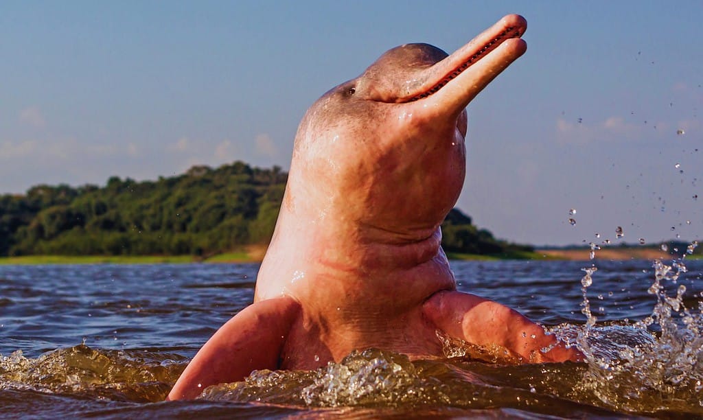 Boto Amazon River Dolphin, pink dolphins. A rare pink dolphin "boto cor de rosa" swimming on the Negro River in the Brazilian Amazon.Amazon river dolphin, boto or pink Amazon dolphin
