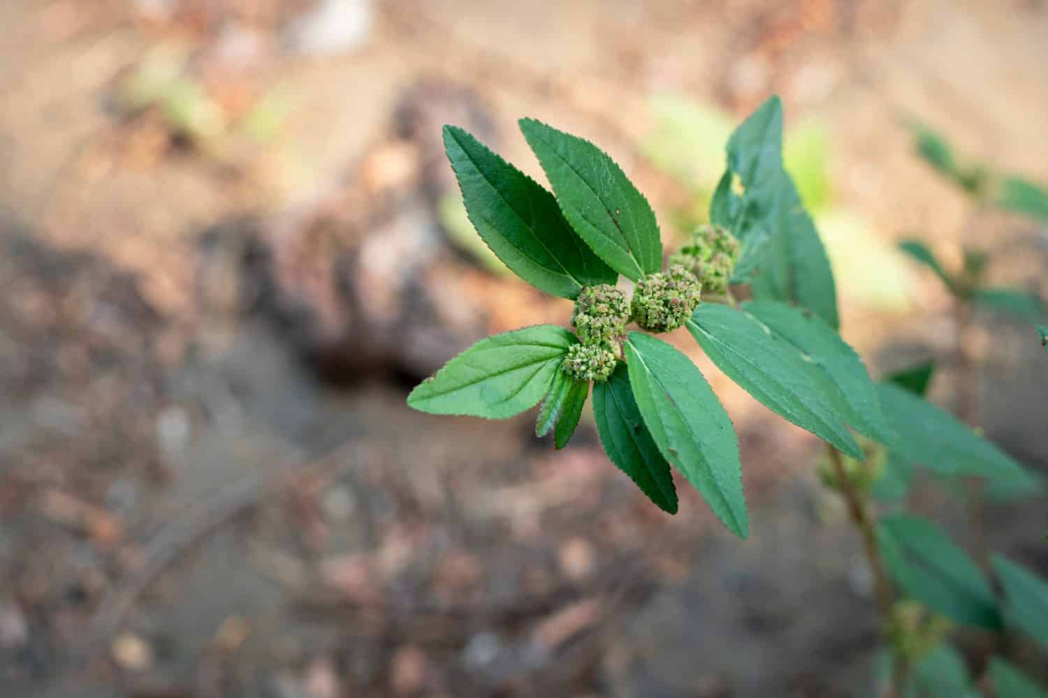 Patikan kebo leaves ( Euphorbia hirta L,Garden spurge, Asthma weed, Snake weed, Milkweeds ) are a wild plant that can be used as herbal medicine