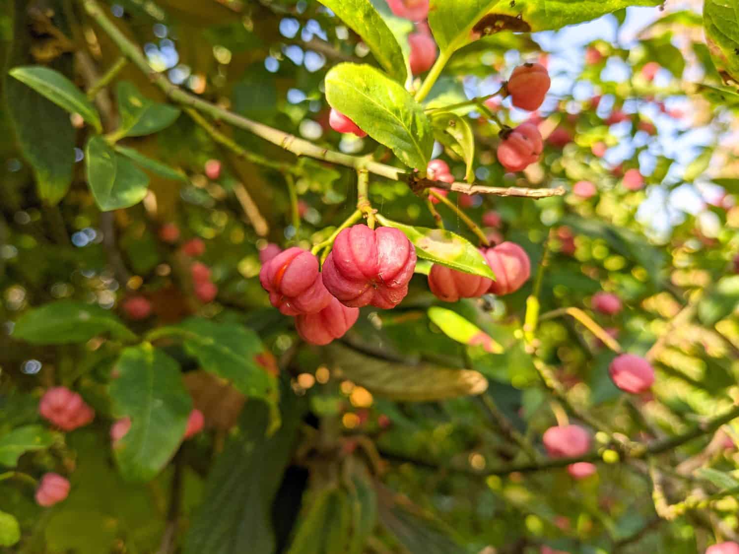 fruit of a european spindle tree
