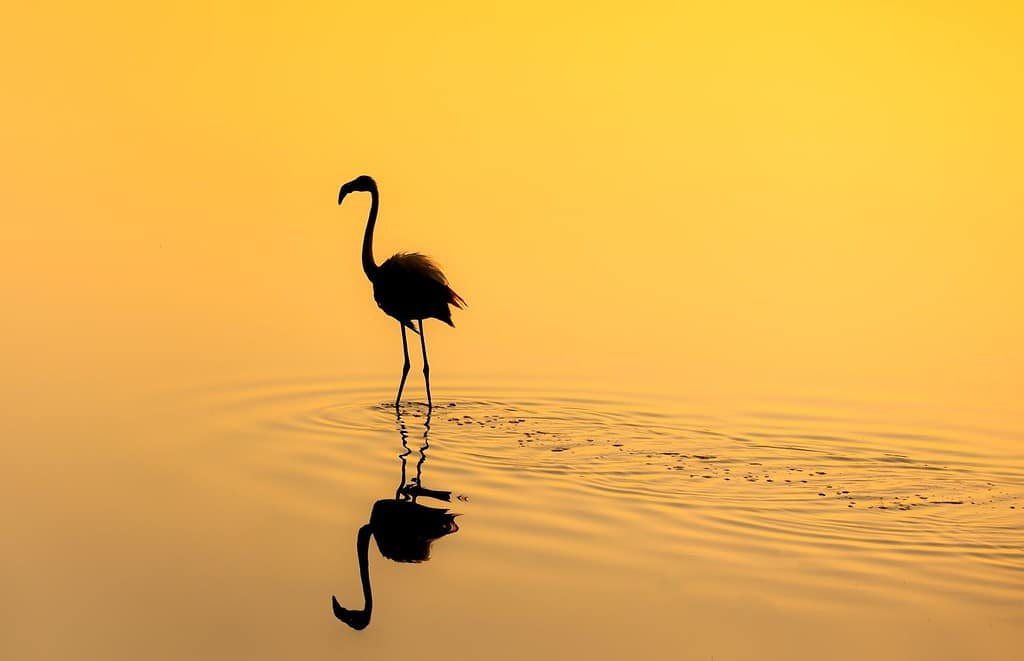 Flamingo in the pond on sunrise time