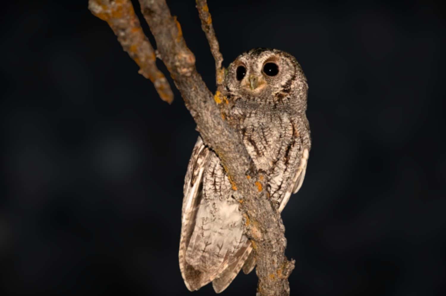 The flammulated owl is a small, nocturnal owl approximately 15 cm (6 in) long with a 36 cm (14 in) wingspan. With such large wings for a small body, they can fly rapidly from tree to tree.