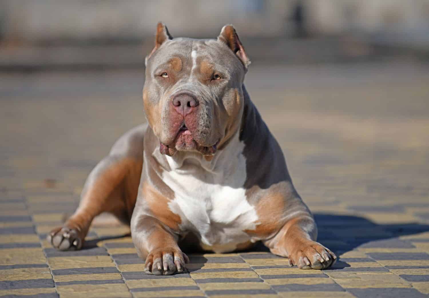 Lilac American Bully XL look at you