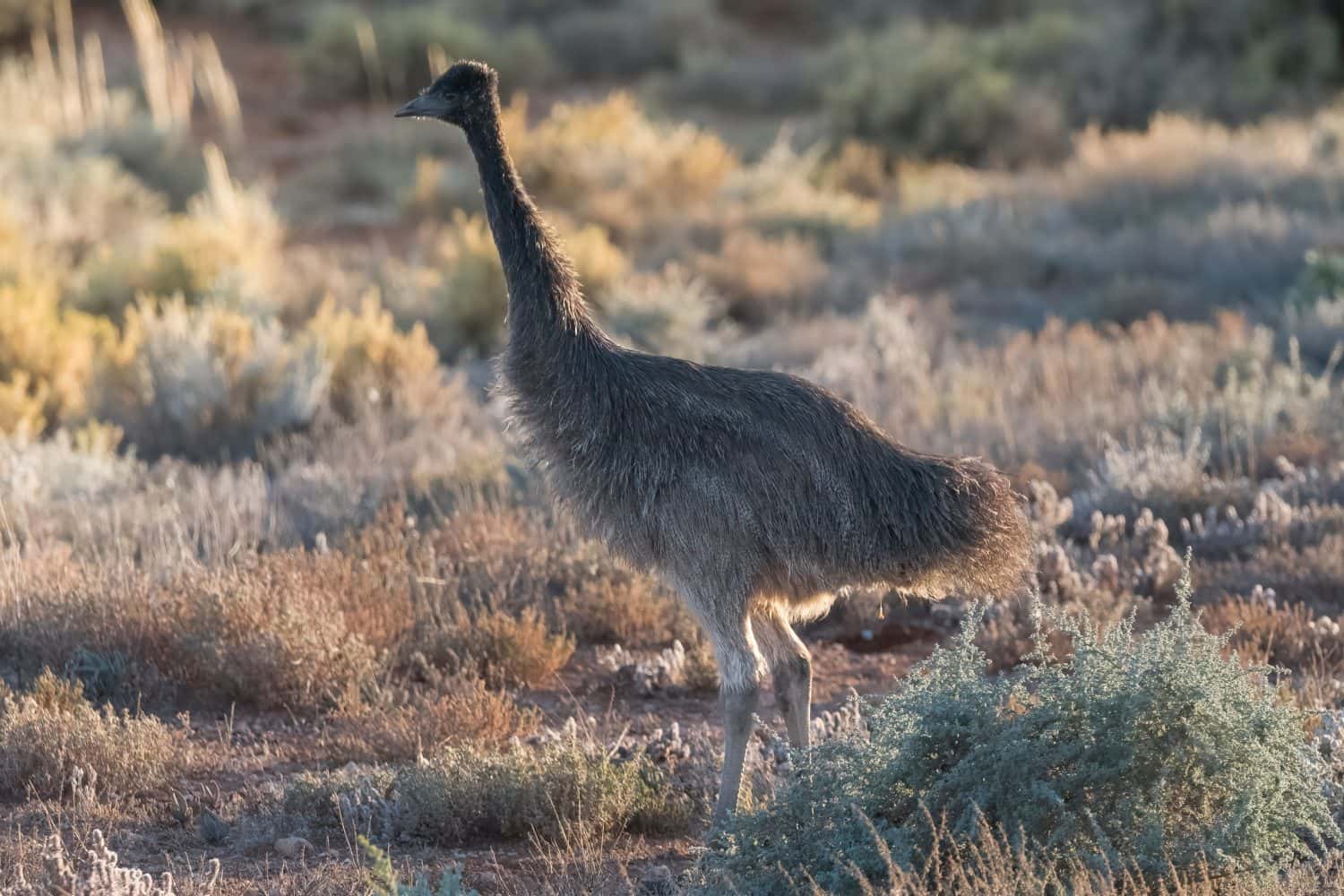 A juvenile Emu in the early morning light