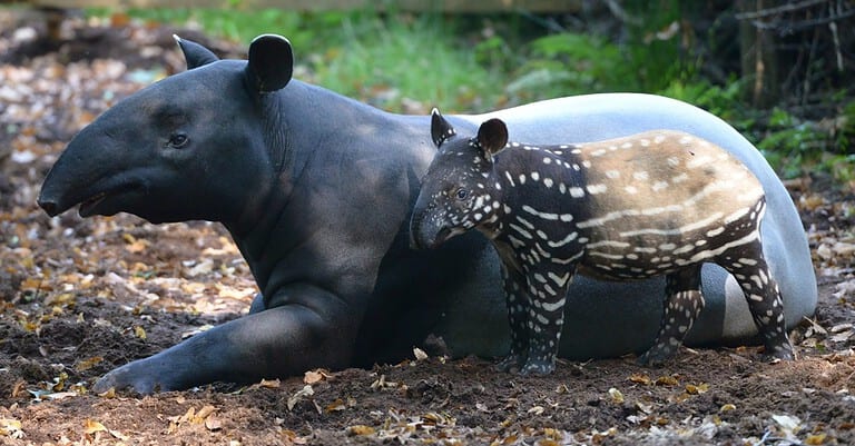 Malayan tapir Animal is the only living Tapir species outside of the Americas. It is native to Southeast Asia from the Malay Peninsula to Sumatra