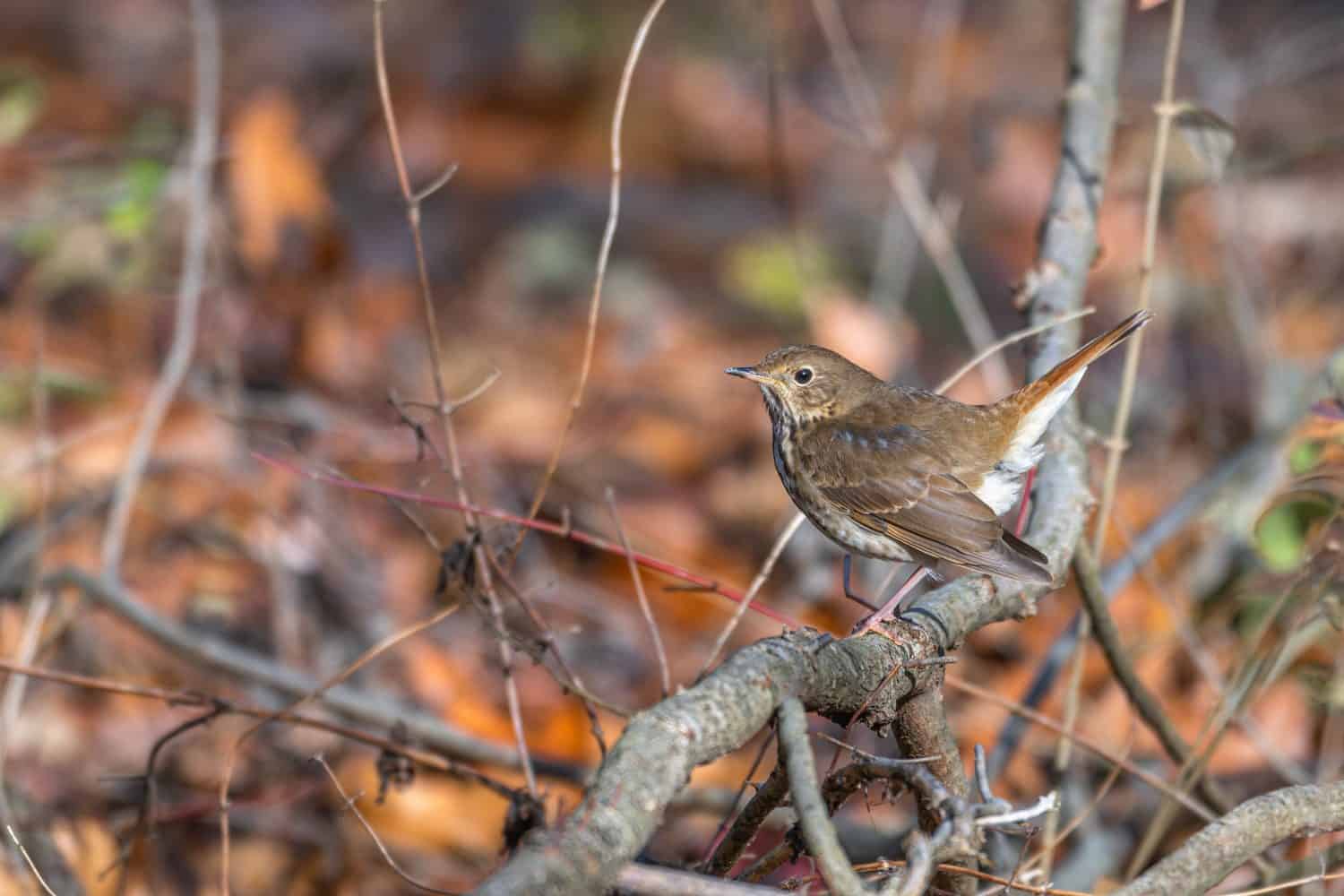 Hermit thrush perched on a dead branch. Colorful fall leaves on the ground in the background.