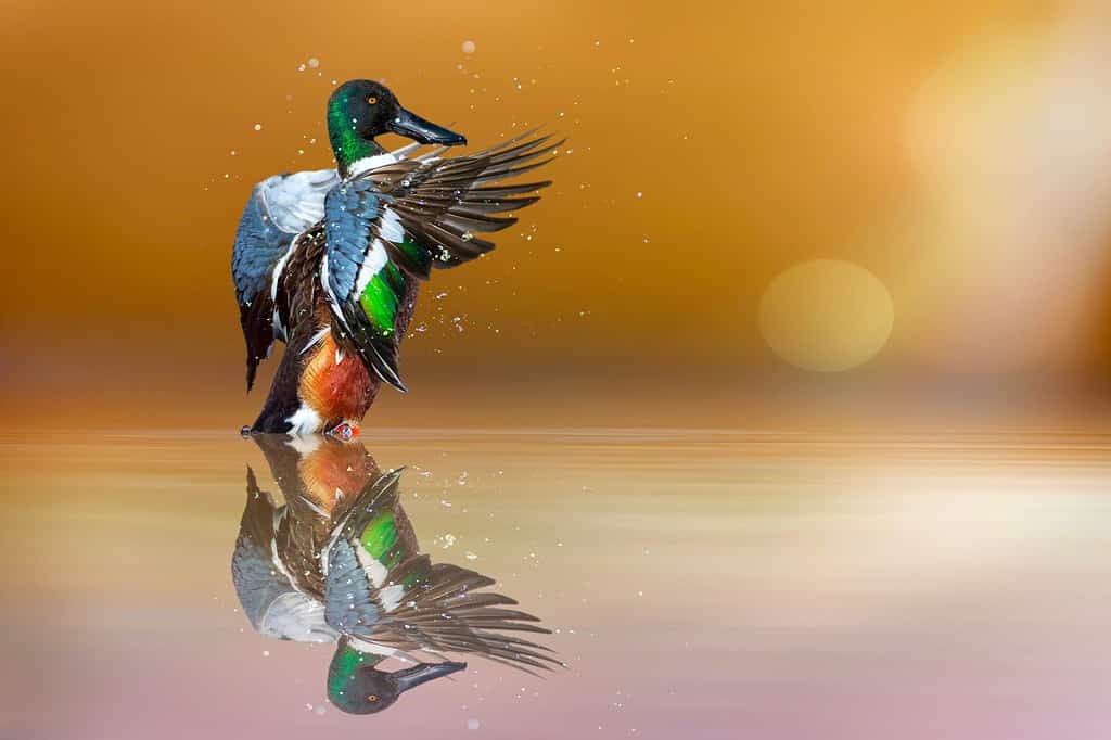 A beautiful duck photographed at the moment of spreading its wings. Duck: Northern Shoveler. Spatula clypeata.