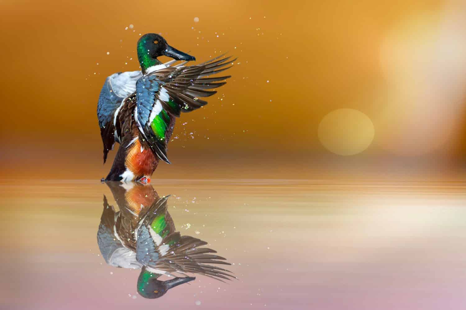 A beautiful duck photographed at the moment of spreading its wings. Duck: Northern Shoveler. Spatula clypeata.