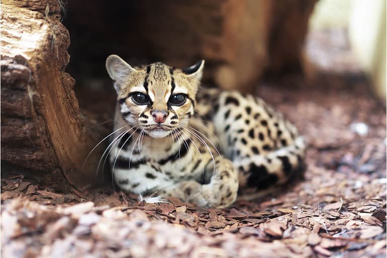 Leopardus jacobita (Andean Mountain Cat) This small wild cat is native to the high Andes in South America, and it is considered one of the rarest and least-known cat species.