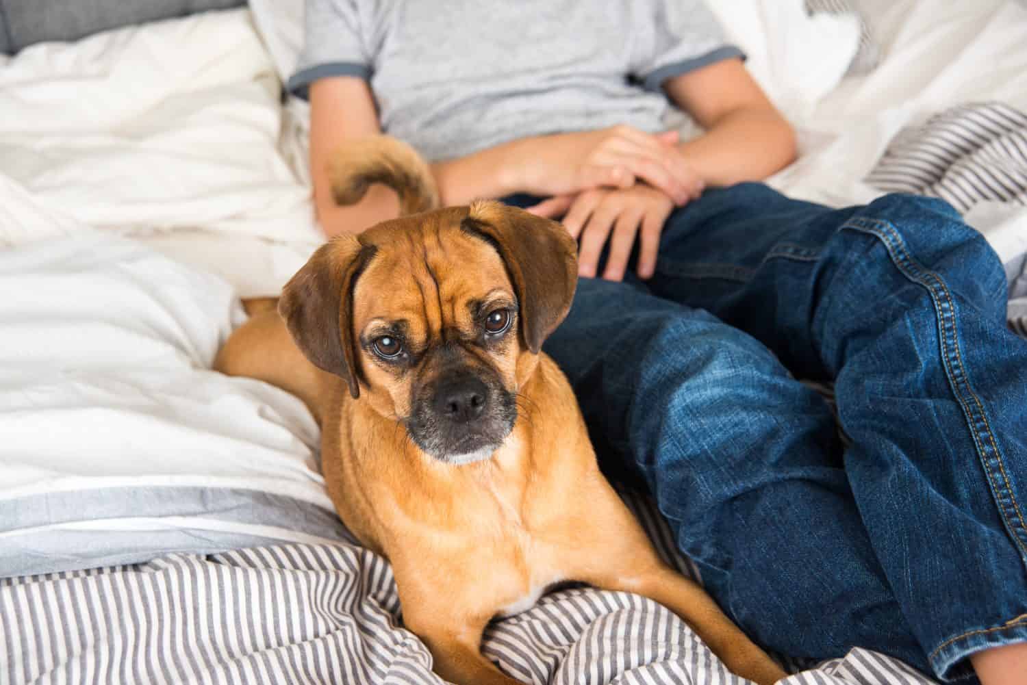 Cute Puggle Dog Relaxing in Bed Next to Owner