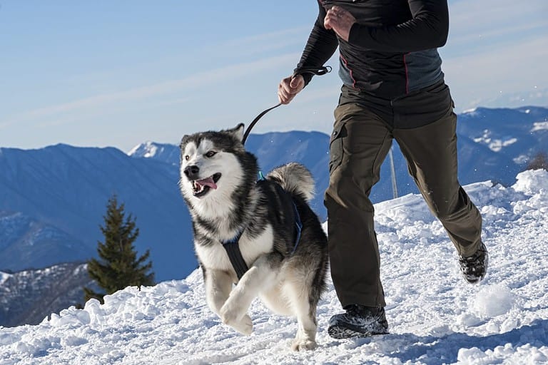 Alaskan Malamute
