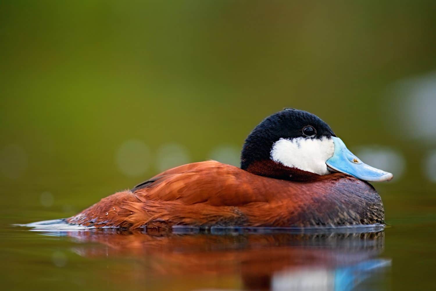 Ruddy duck chilling on the water. (Photo taken in UK, London)