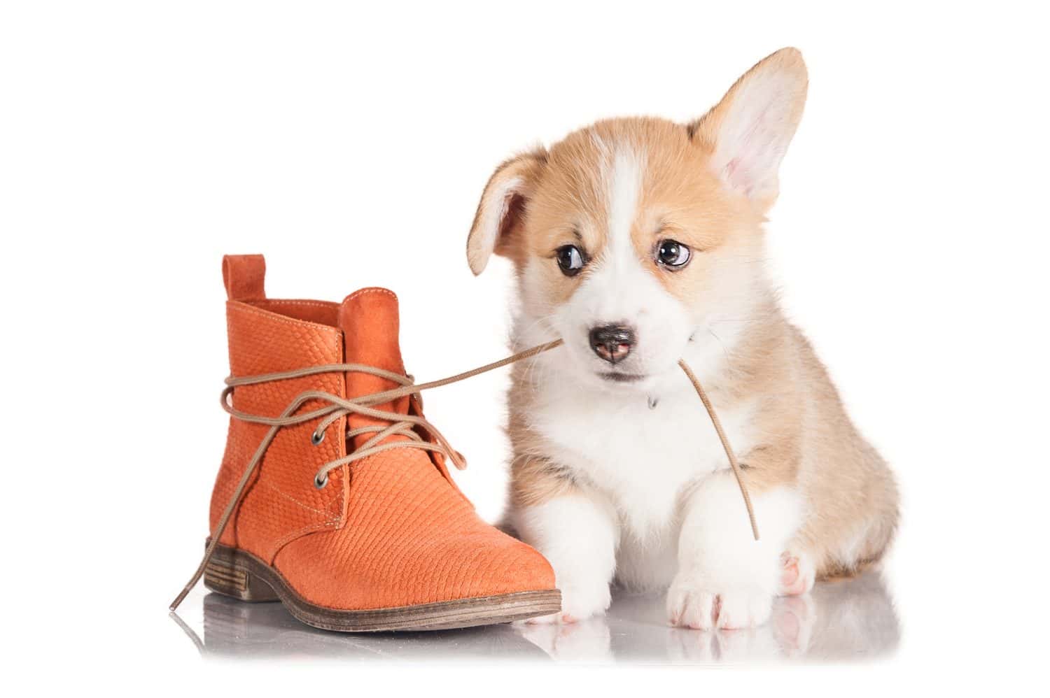 Puppy chewing on a shoe