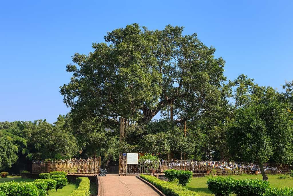 The Anandabodhi Tree was grown from a sapling of the original Bodhi Tree.