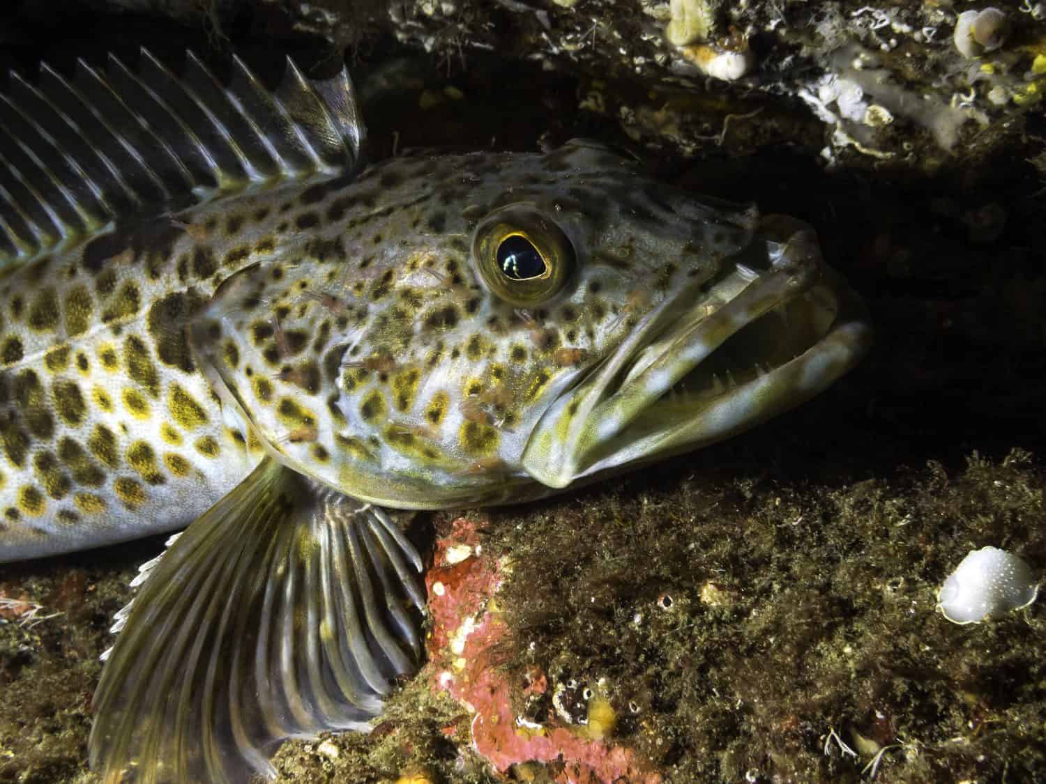 A juvenile Lingcod photographed at a depth of 85ft in the cold waters of southern British Columbia.