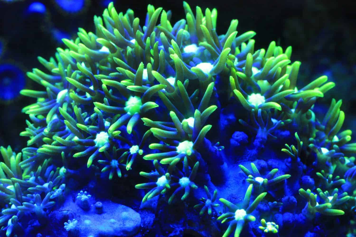 Green Star Polyp Coral (Briareum sp.)