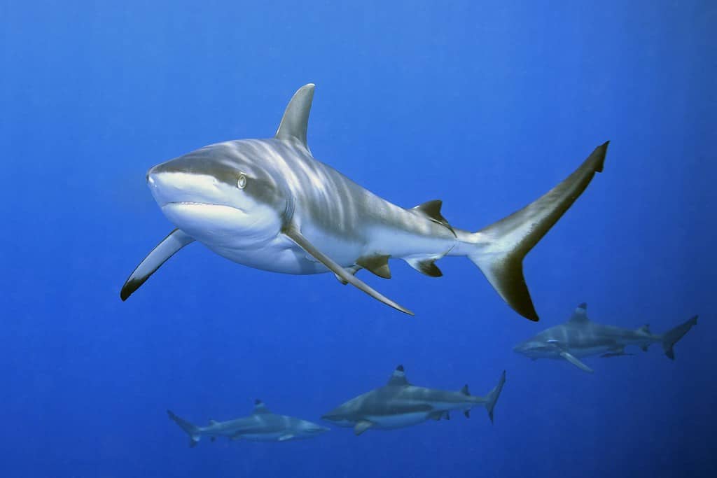 a large grey reef shark showing the mouth and teeth. There are three blacktip reef sharks in the background