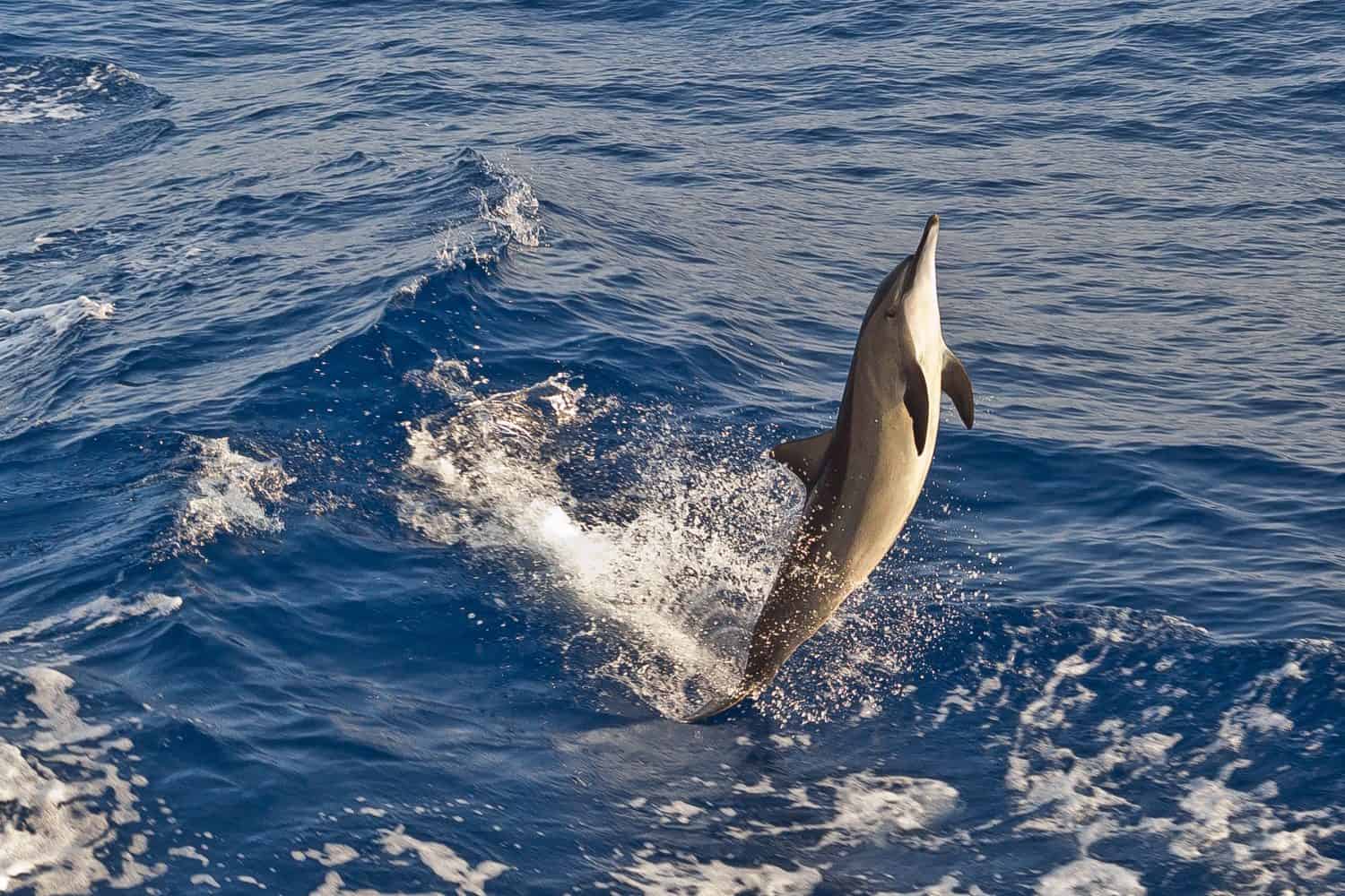Happy wild spinner dolphin, Stenella longirostris, jumps free near a diving boat in the middle of the Red Sea, Egypt.