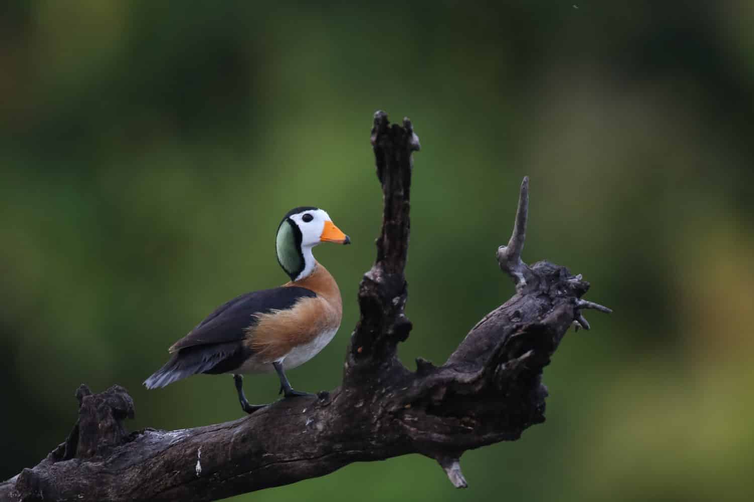 Pygmy goose standing on large tree branch