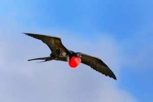 Male Great Frigatebird (Fregata minor) flying in blue sky, Galapagos National Park, Ecuador