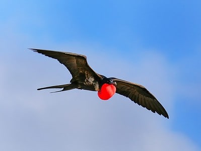 A Frigatebird