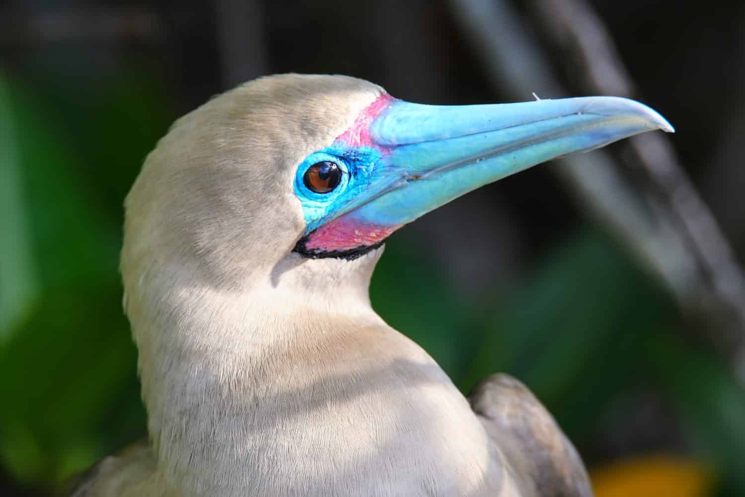 Portrait of Red-footed Booby (Sula sula) on Genovesa island, Galapagos National Park, Ecuador