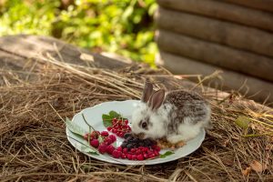 Yes, Rabbits Can Eat Blackberries! But Follow These 3 Tips Picture