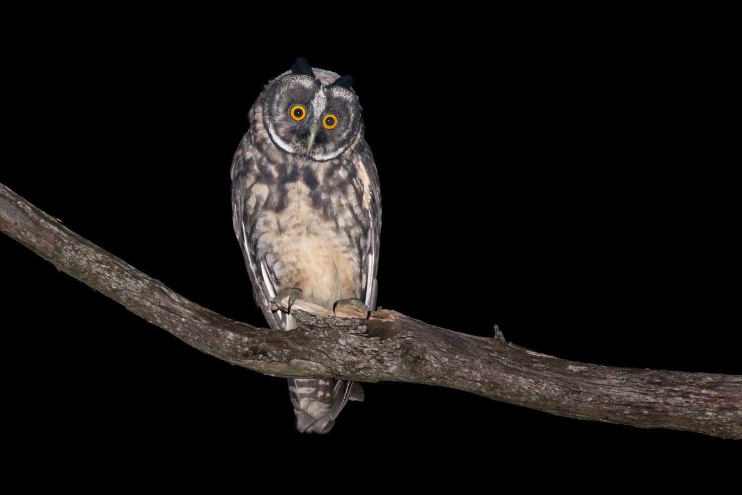 Stygian Owl (Asio stygius) during the night.