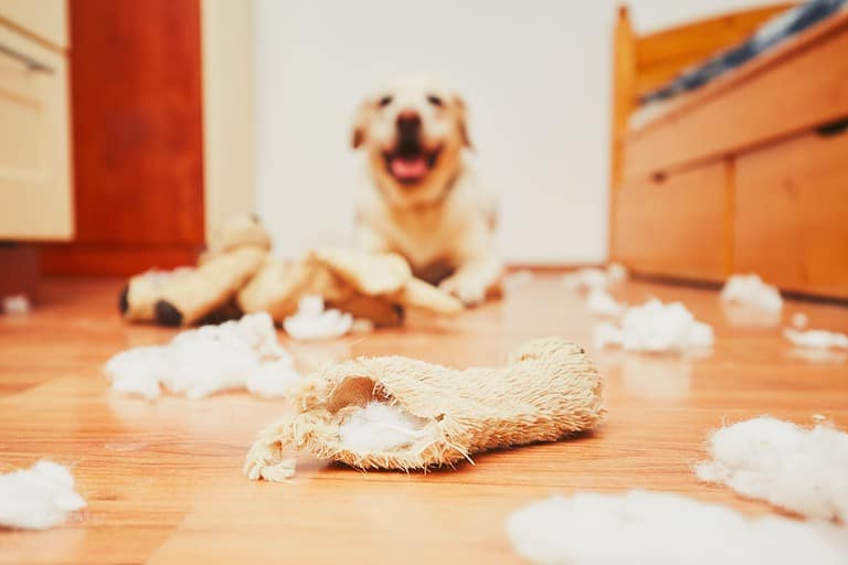 Naughty dog home alone - yellow labrador retriever destroyed the plush toy and made a mess in the apartment