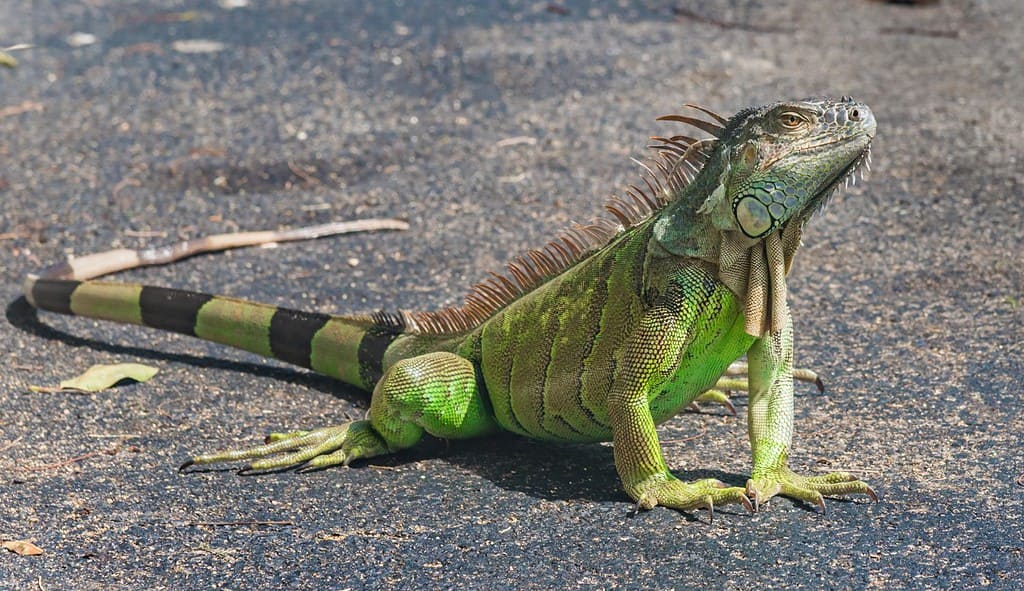 Close up of a large green iguana (Latin name Iguana iguana) defending its territory in the south Florida keys (Key West). Iguanas are not native to Florida and are considered an invasive species.