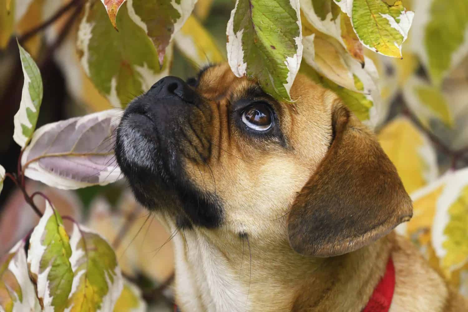 Puppy Puggle Dog Beagle Mops Designer Dog Portrait in autumn