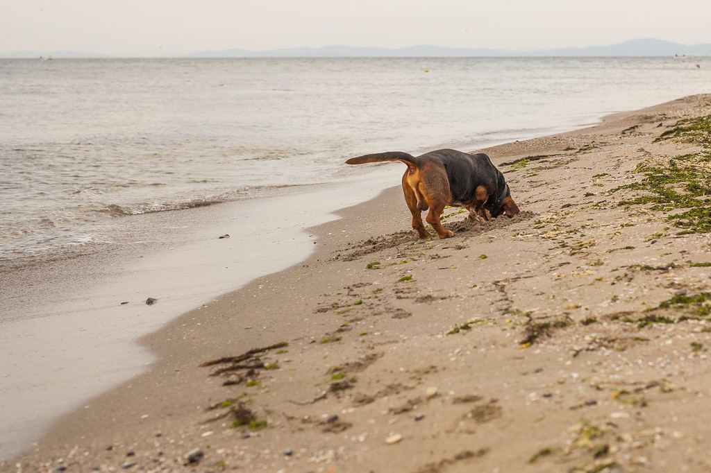 Basset hound dog digging in sand on the beach