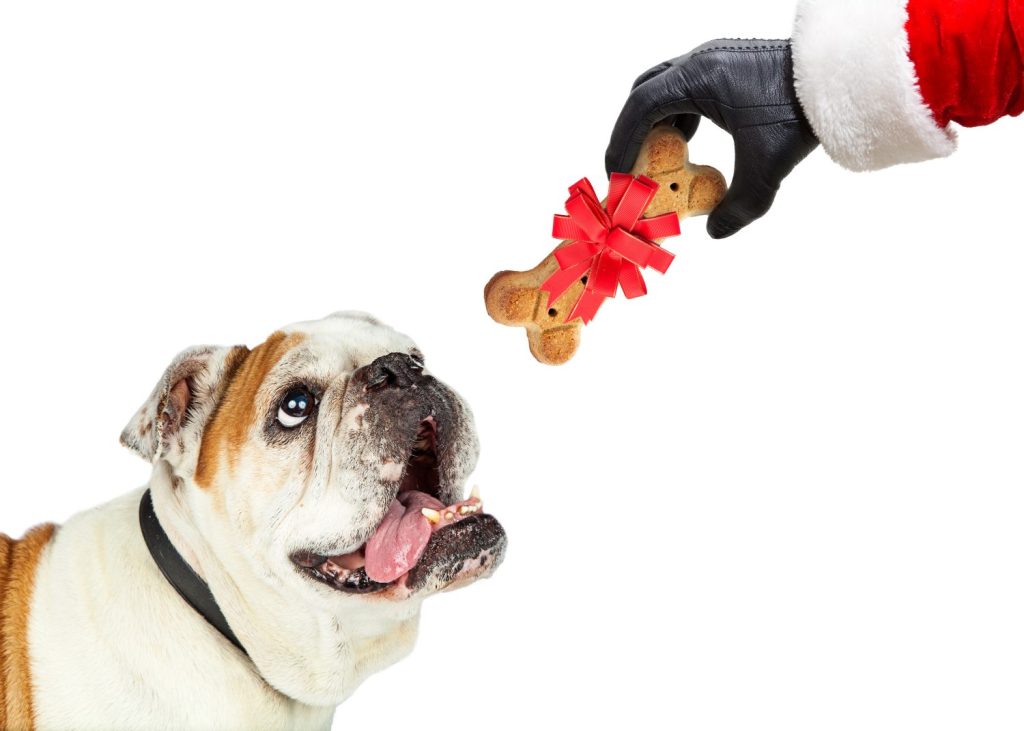 Santa Claus delivering biscuit present to happy dog on Christmas