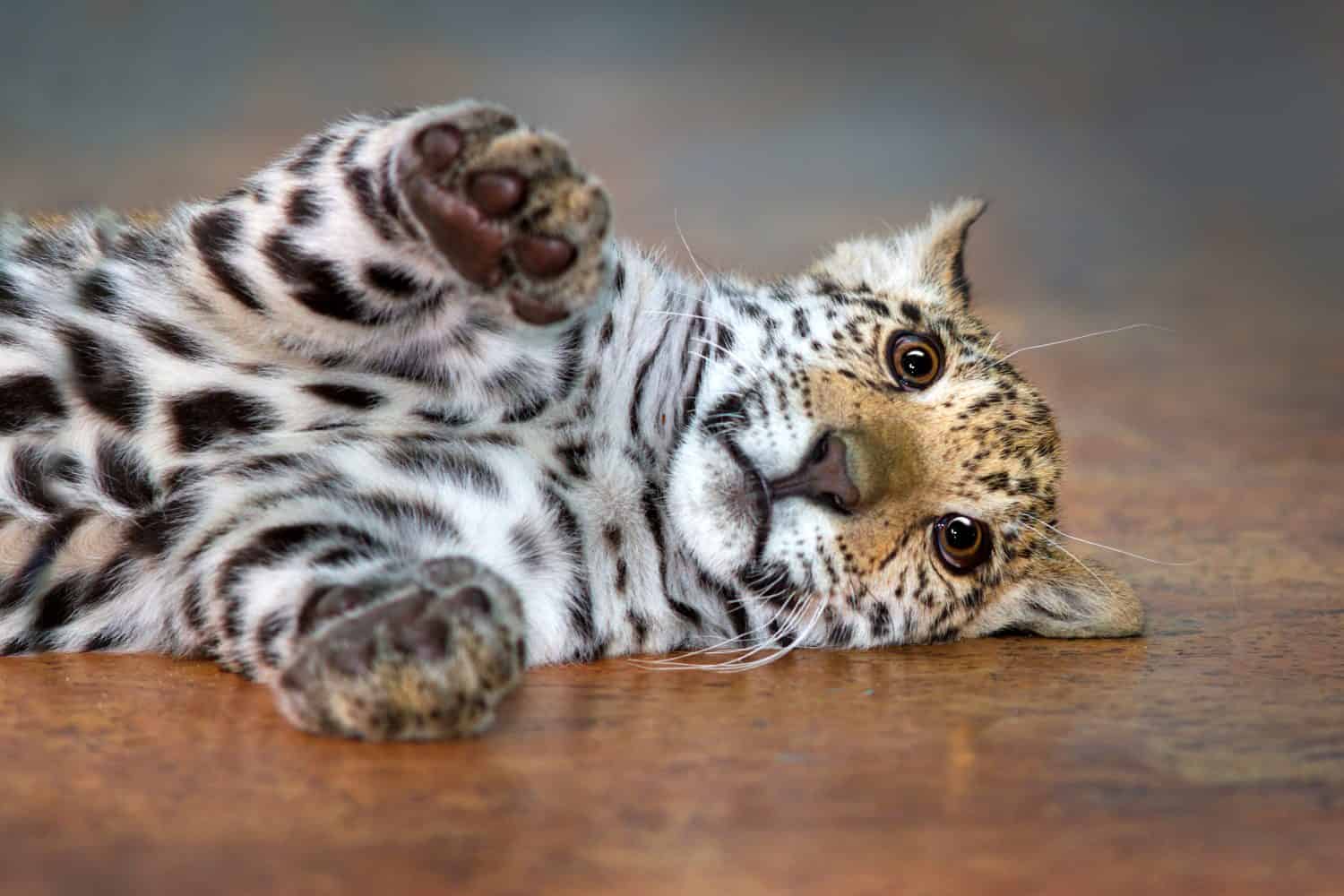 Beautiful baby jaguar lay funny