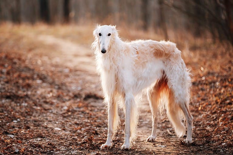 White Russian Wolfhound Dog, Borzoi, Russian Hunting, Sighthound, Russkaya Psovaya Borzaya, Psovoi. Spring Autumn Time, Outdoors Close Up Portrait . Spring Autumn Time, Outdoors