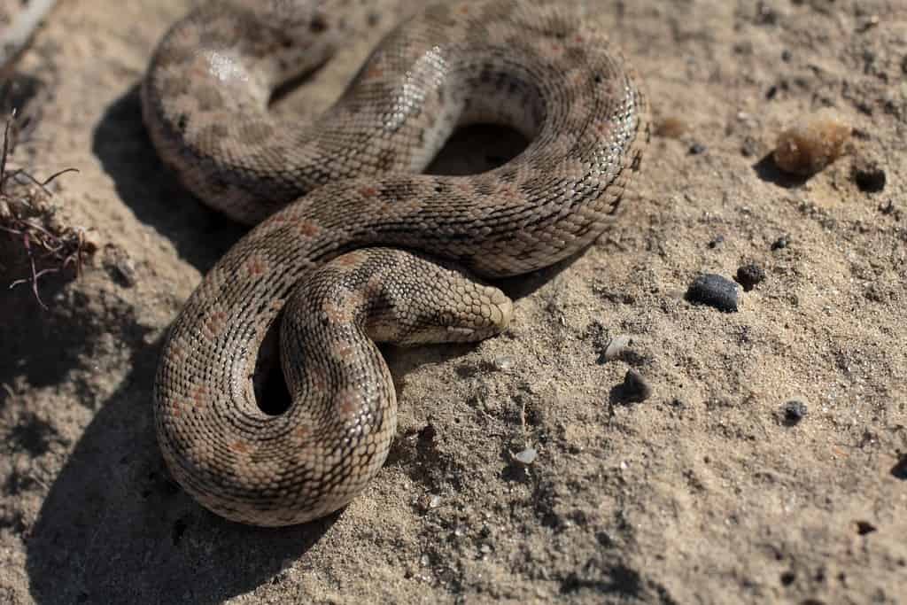 The Mongolian death worm may just be the tartar sand boa.