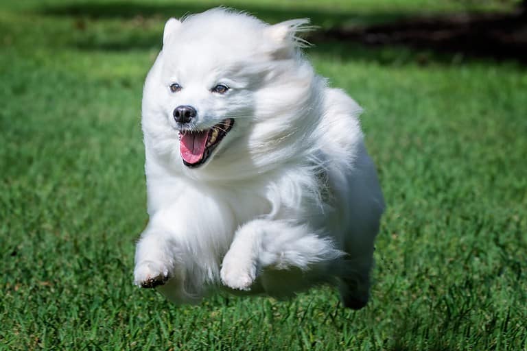 American Eskimo Dog Lifespan: How Long Do These Dogs Live? - A-Z Animals