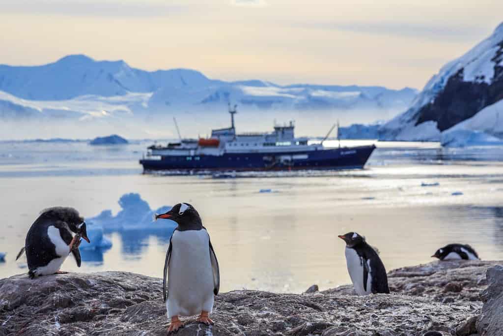 Gentoo penguins standing on the rocks and cruise ship in the background at Neco bay, Antarctica