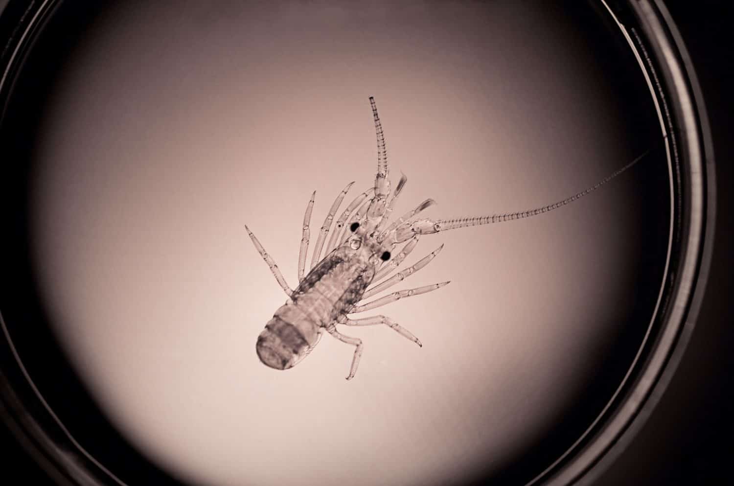 A tiny baby Southern Rock Lobster(Jasus edwardsii) on a petri dish, bred in captivity