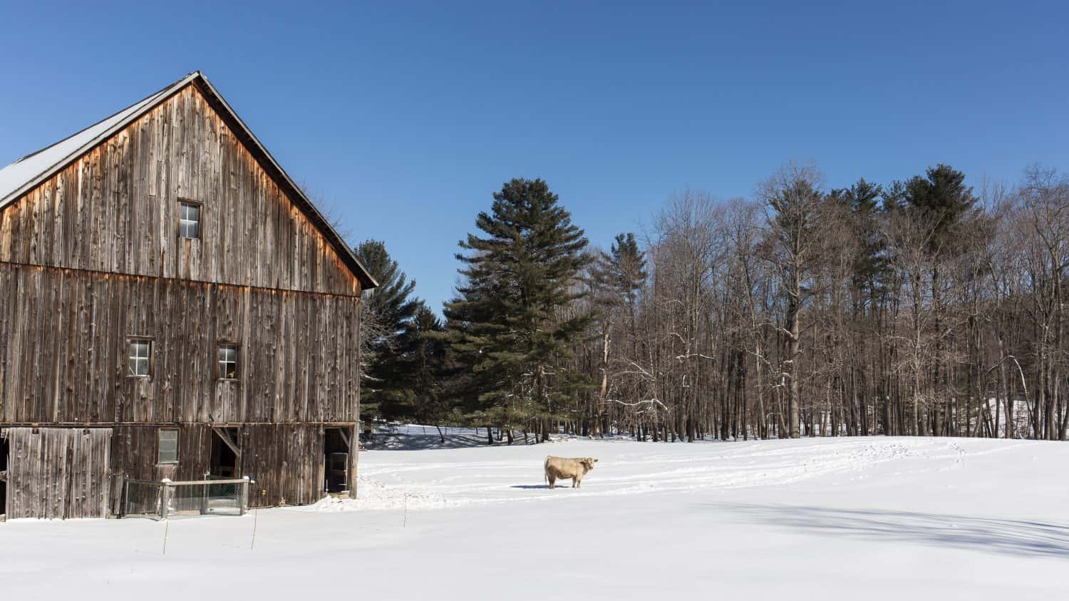 A single cow in a snowy pasture next to an old wooden, New England barn.
