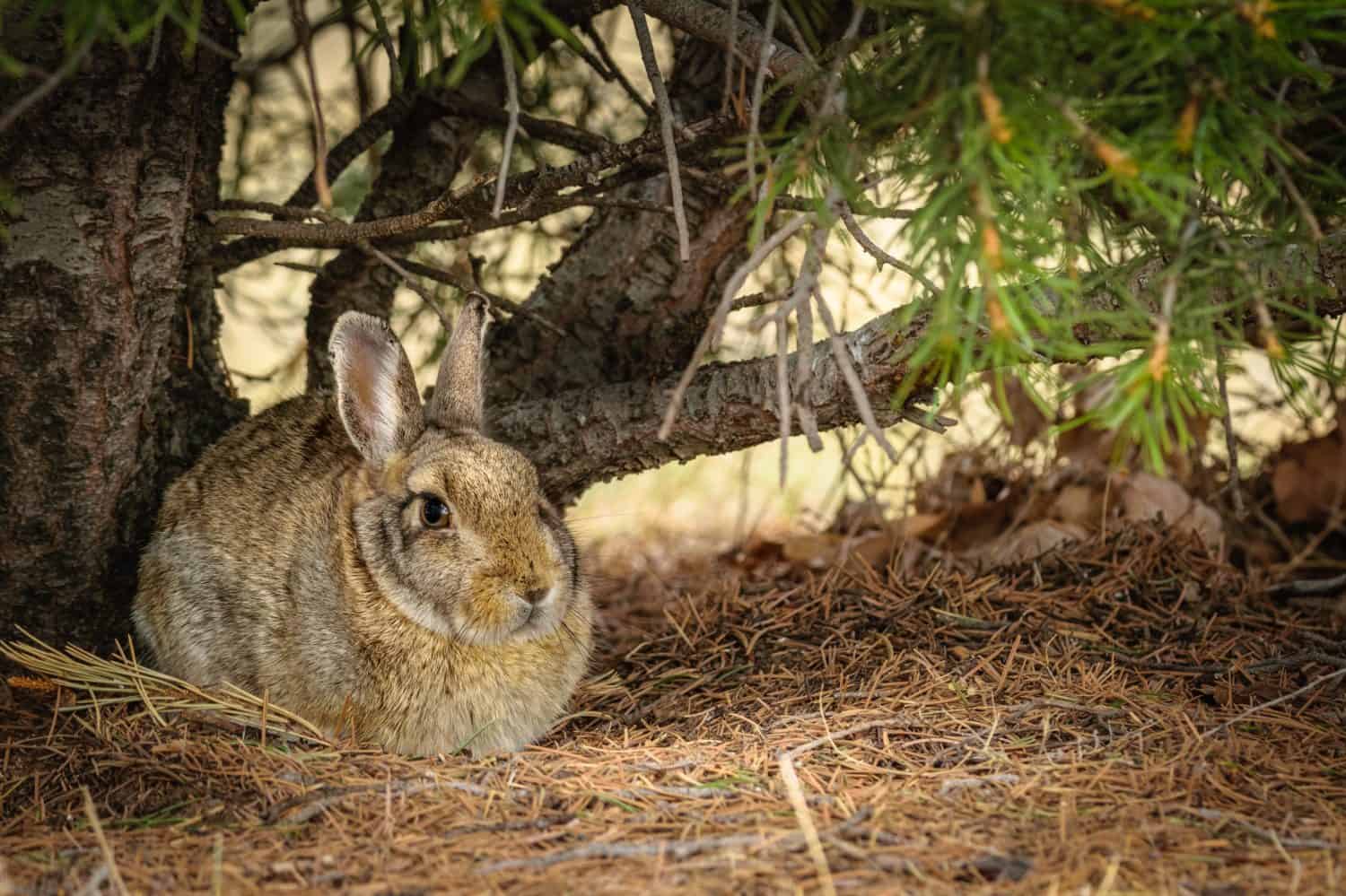 Spring morning in Wyoming. Closeup of a wild cottontail bunny rabbit sitting next to a pine tree. Easter bunny rabbit.
