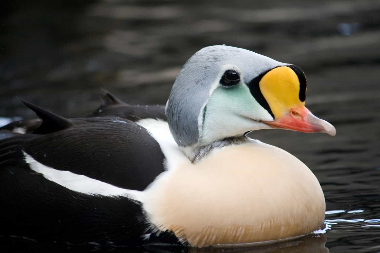 A king eider bird floating on top of the water. 